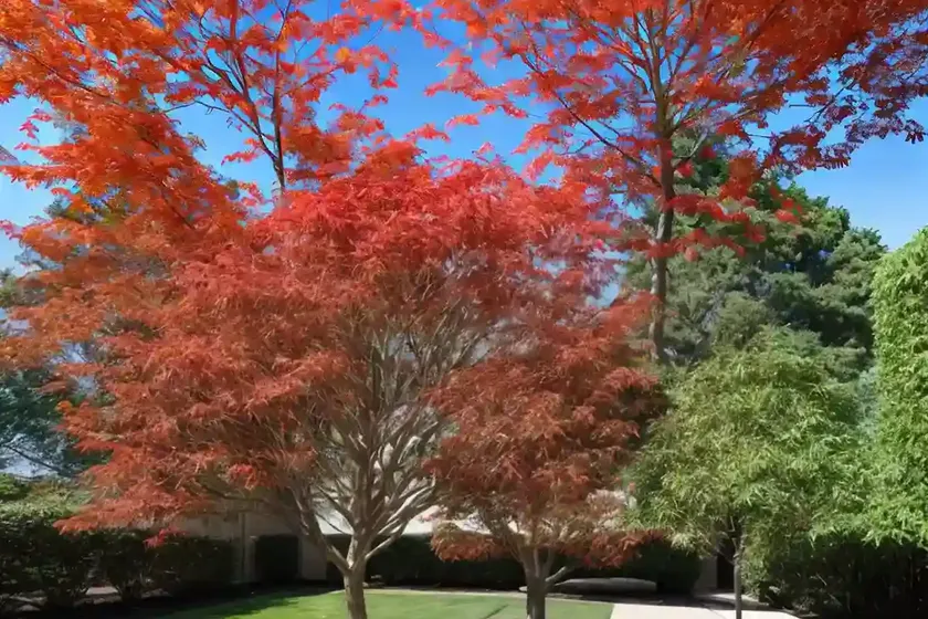 Freeman maple (acer x freemanii ‘armstrong’) — photo 2