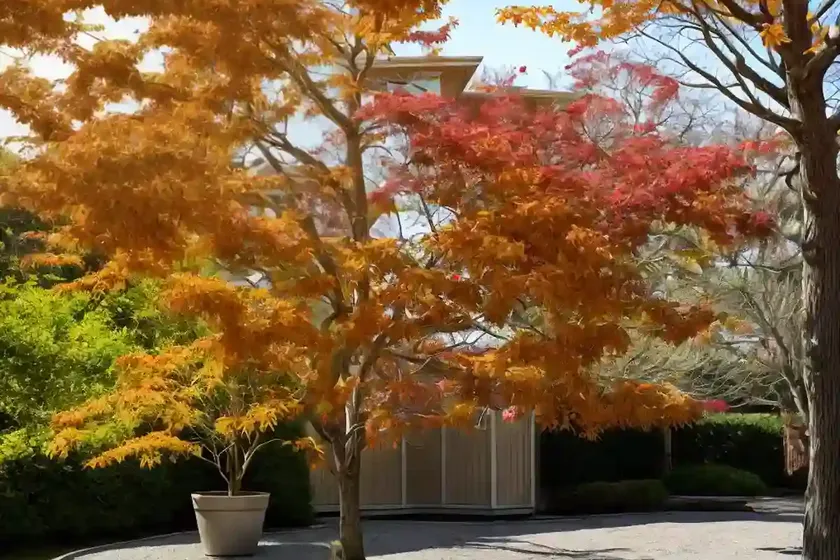 Freeman maple (acer x freemanii ‘armstrong’) — photo 3