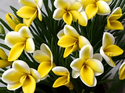 Freesia Double Yellow)