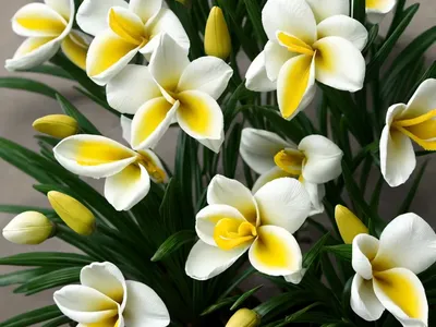 Freesia (Freesia (group)