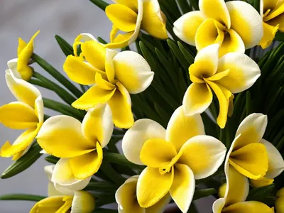 Freesia Single Yellow)