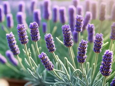 French Lavender (Lavandula Dentata)