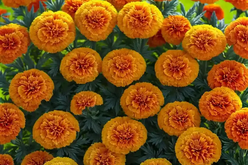 French marigold (tagetes patula) — photo 2