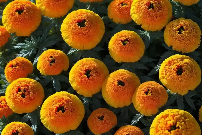 French marigold (tagetes patula) — photo 3
