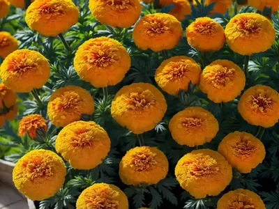 French Marigold (Tagetes Patula)