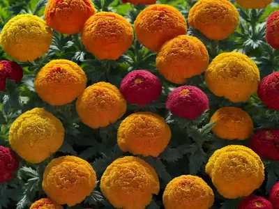 French Marigold (Tagetes Patula ‘Strawberry Blonde’)
