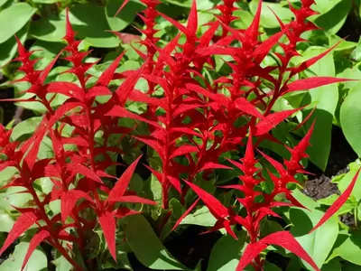 French Sorrel (Rumex Scutatus)