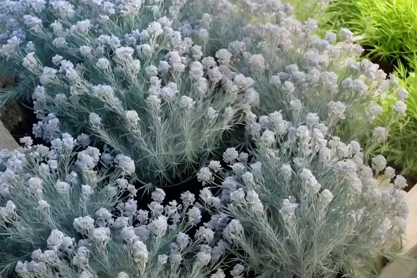 French tarragon (artemisia dracunculus ‘sativa’)