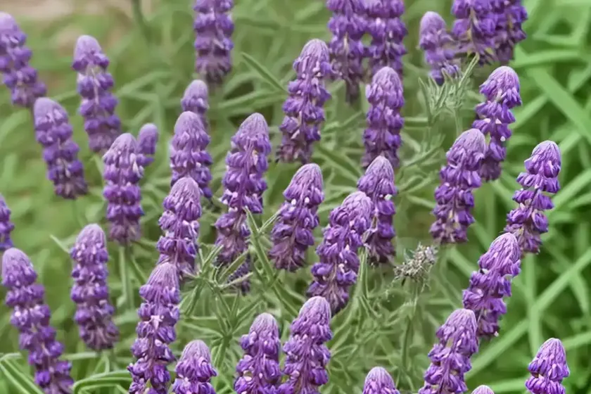 French vetch (vicia narbonensis) — photo 3