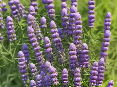 French Vetch (Vicia Narbonensis)