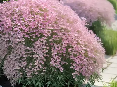 French-willow (Epilobium Angustifolium)