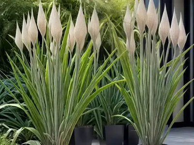 Freycinetia (Freycinetia Cumingiana)