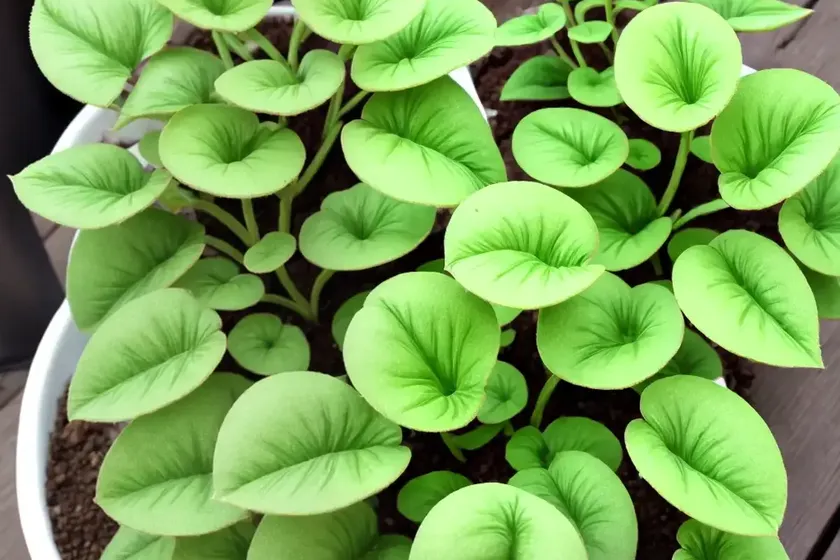 Friendship plant (pilea involucrata) — photo 2