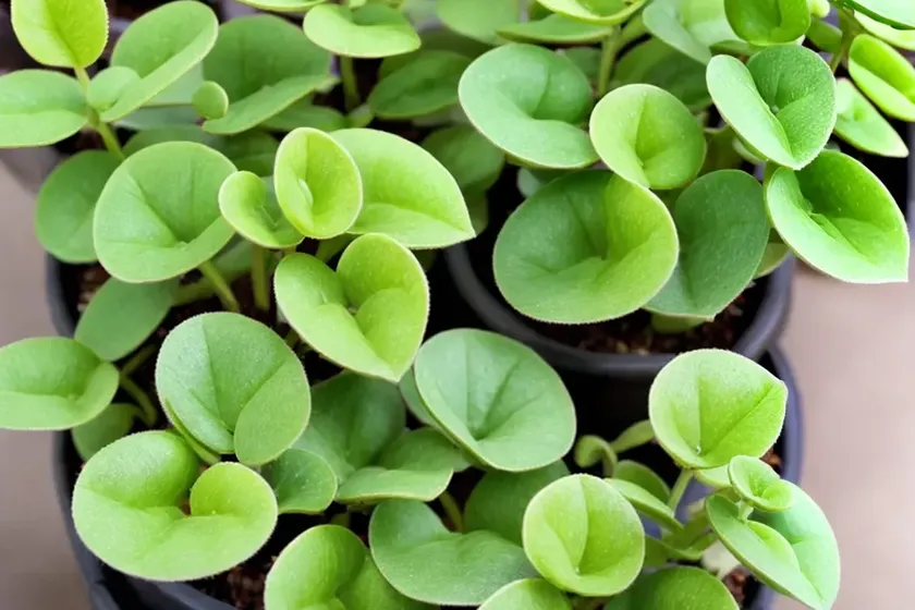 Friendship plant (pilea involucrata) — photo 3