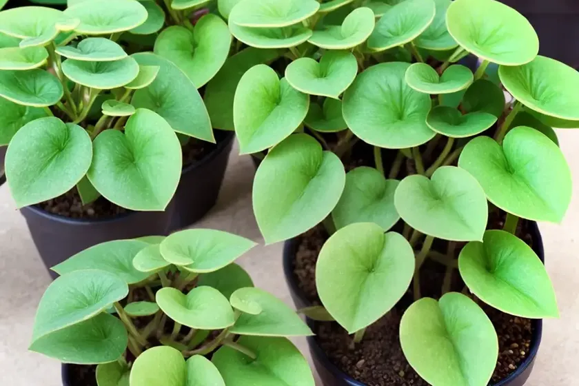 Friendship plant (pilea involucrata) — photo 2