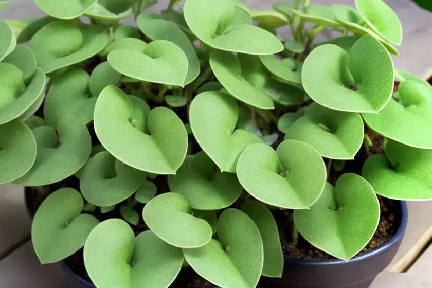 Friendship plant (pilea involucrata) — photo 3