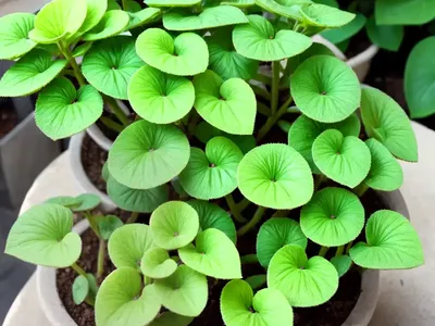 Friendship Plant (Pilea Involucrata)