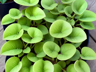 Friendship Plant (Pilea Involucrata)