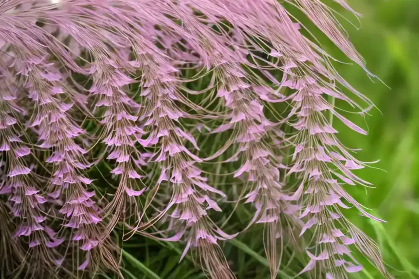 Fringed willowherb (epilobium ciliatum) — photo 2