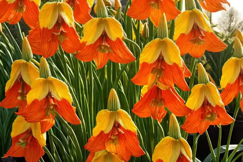 Fritillaria imperialis ‘rubra maxima’ (crown imperial) — photo 3