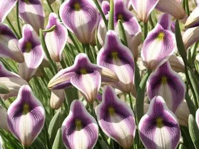 Fritillaria Meleagris (Checkered Lily)