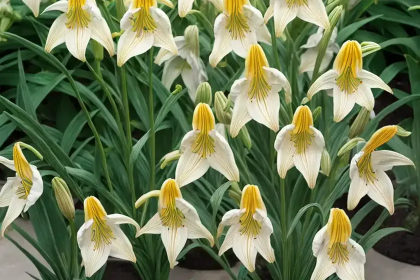 Fritillaria persica ‘adiyaman’ (persian lily) — photo 2