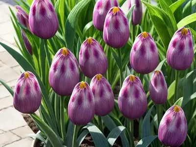 Fritillaria Raddeana)