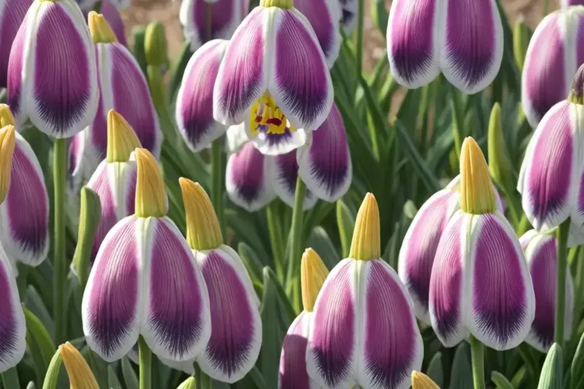 Fritillaria thunbergii (thunberg fritillary) — photo 3