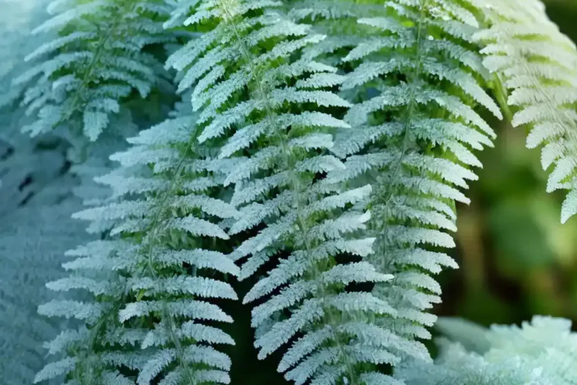 Frosty Fern (Selaginella Kraussiana) — photo 2