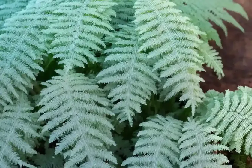 Frosty Fern (Selaginella Kraussiana) — photo 3