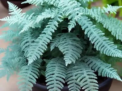 Frosty Fern (Selaginella Kraussiana)