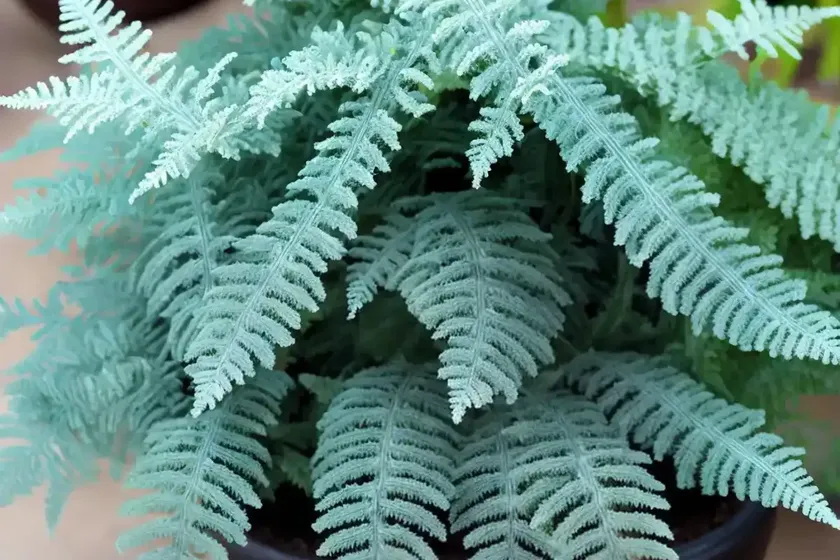 Frosty Fern (Selaginella Kraussiana)