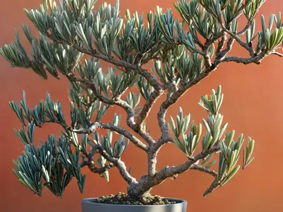 Fruitless Olive Tree (Olea Europaea ‘wilsonii’)