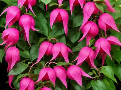 Fuchsia ‘Beacon’ (Hardy Fuchsia)