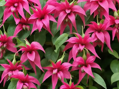 Fuchsia ‘claudia’ (Fuchsia ‘claudia’)