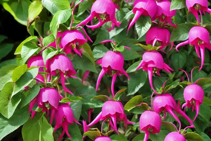 Fuchsia ‘garden news’ (hardy fuchsia) — photo 3