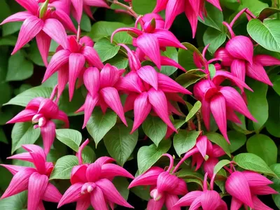 Fuchsia Little Ronnie (Fuchsia ‘Little Ronnie’)