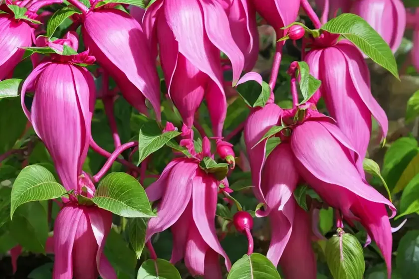 Fuchsia magellanica ‘lady bacon’ (hardy fuchsia) — photo 3