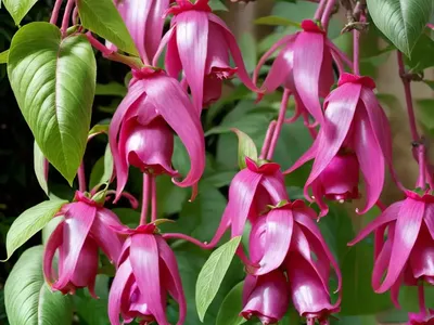 Fuchsia Magellanica ‘Lady Bacon’ (Hardy Fuchsia)
