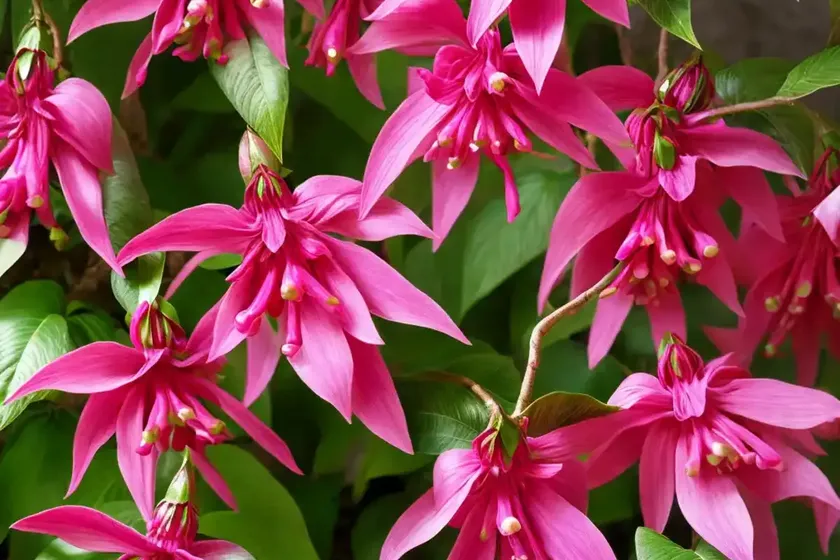 Fuchsia magellanica ‘logan woods’ (hardy fuchsia) — photo 3