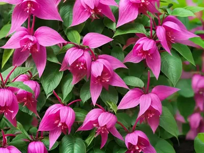 Fuchsia Magellanica ‘Logan Woods’ (Hardy Fuchsia)
