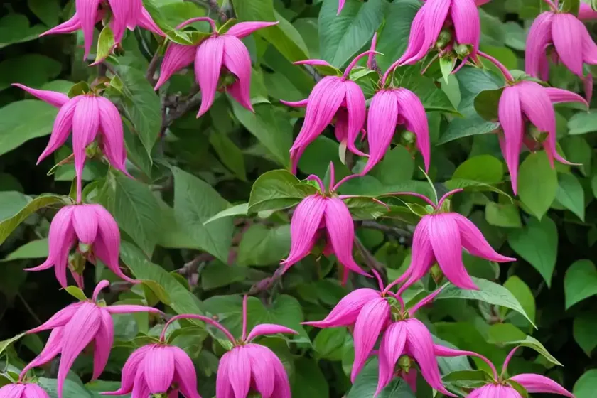 Fuchsia Magellanica ‘Thompsonii’ (Hardy Fuchsia) — photo 2