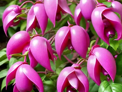 Fuchsia Magellanica ‘Thompsonii’ (Hardy Fuchsia)