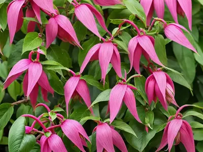 Fuchsia Magellanica Var. Gracilis (Hardy Fuchsia)