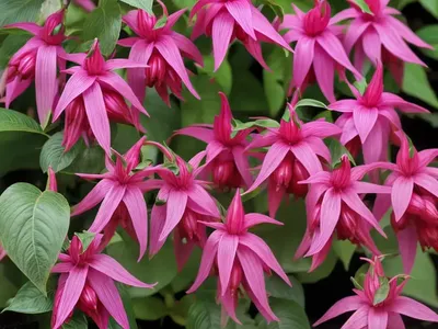Fuchsia Magellanica Var. Molinae (Hardy Fuchsia)