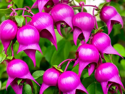 Fuchsia ‘Wicked Queen’ (Hardy Fuchsia)