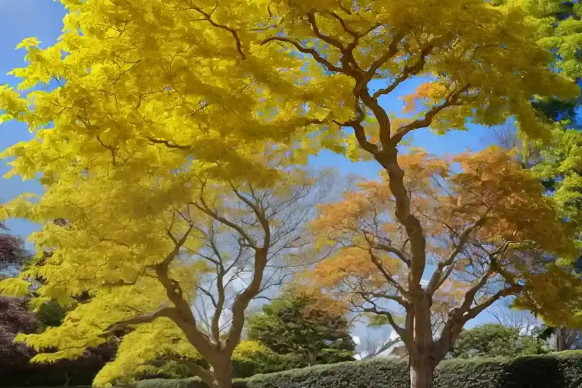 Full moon maple (acer shirasawanum ‘aureum’)