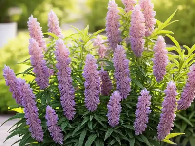 Fumaria Vaillantii (Fumaria Vaillantii)