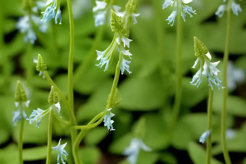 Fumewort (corydalis solida) — photo 2