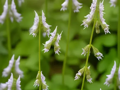 Fumewort (Corydalis Solida)